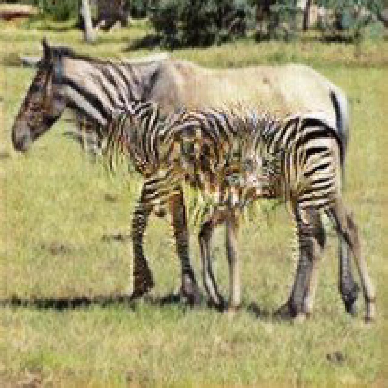 Original picture of a hors