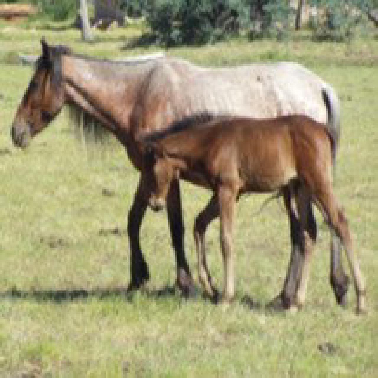 Original picture of a hors