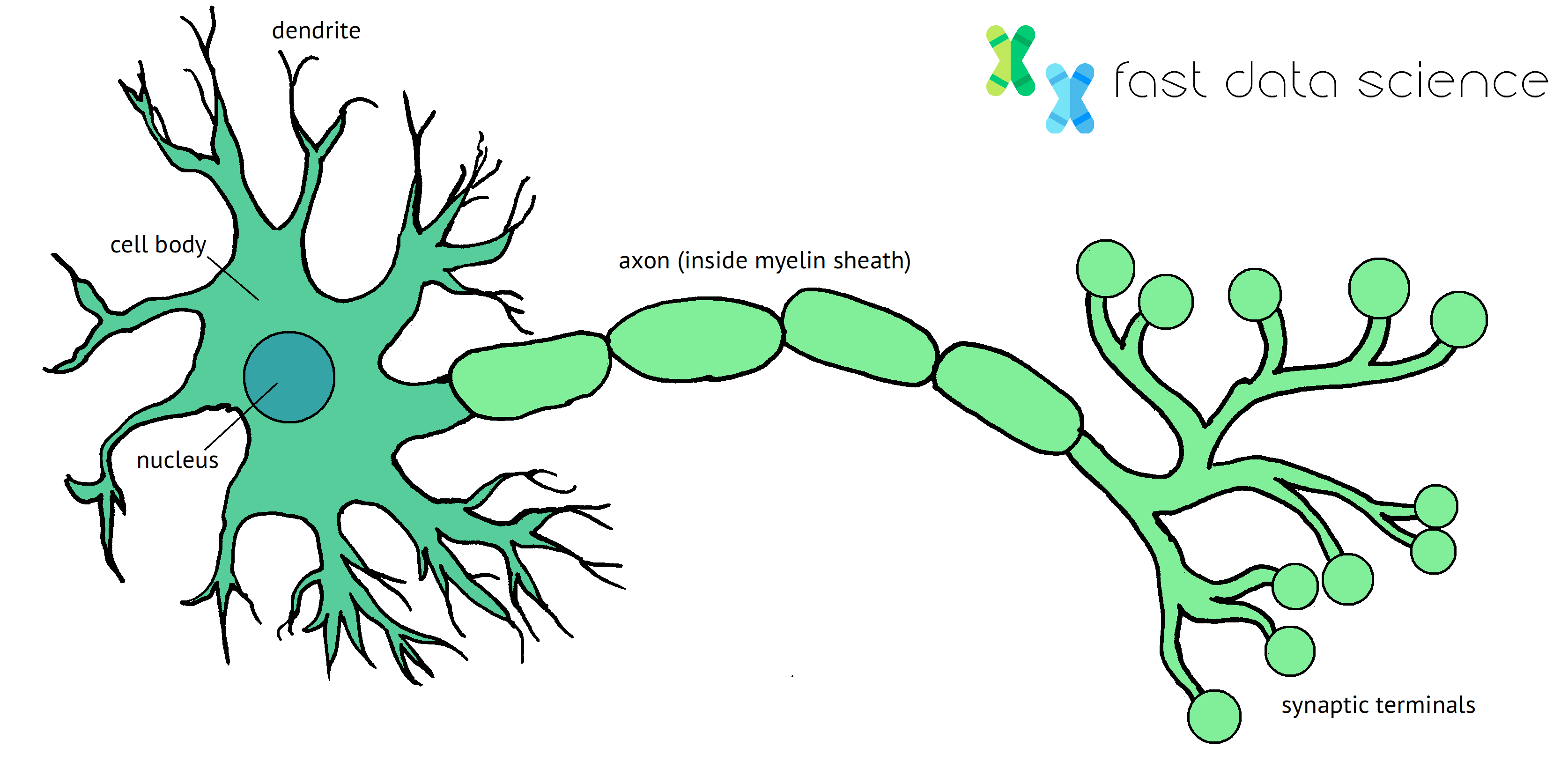 neuron min